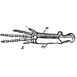 Paw skeleton with long digits