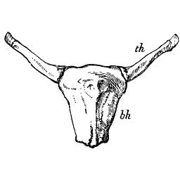 Hyoid bone with horns