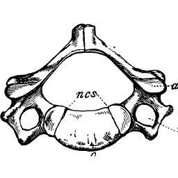 Neck vertebra seen end on
