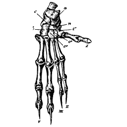 Hand skeleton with five digits