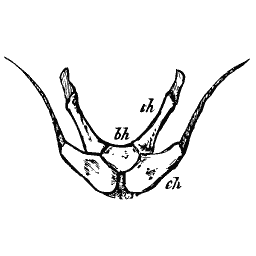 Hyoid arch with long horns