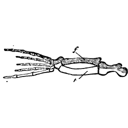 Flipper skeleton with spread digits