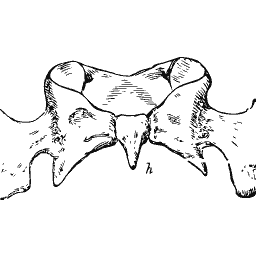 Vertebra seen from above