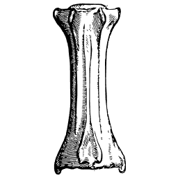 Fused cannon bone