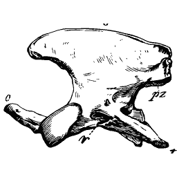 Vertebra with a broad plate