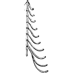 Ribs down a length of spine