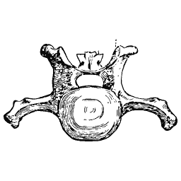 Vertebra seen from the front