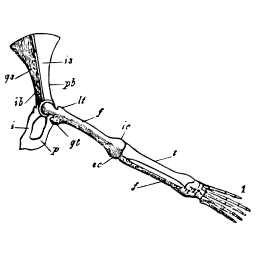 Hip and hind limb with thigh bone