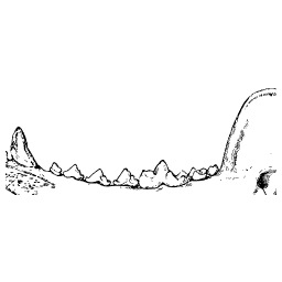 Upper jaw with pointed teeth
