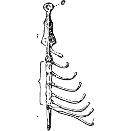 Spine with hanging ribs
