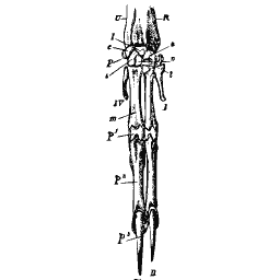 Hand skeleton with long jointed digits