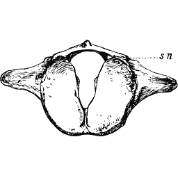 Back of a skull with its opening