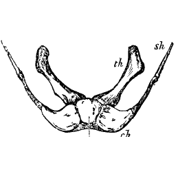 Hyoid apparatus with its branches