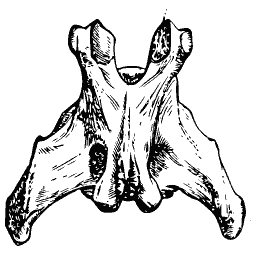 Broad vertebra with wide processes