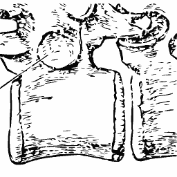 Two vertebrae with square spines