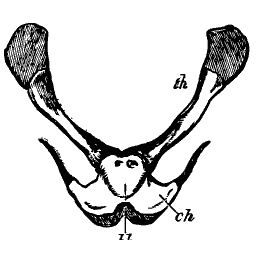 Hyoid with broad plates