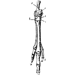Slender foot bone with one toe