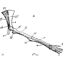 Shoulder blade with a whole forelimb