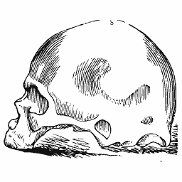 Shaded skull in profile