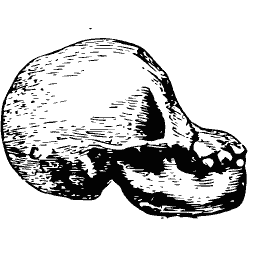 Ape skull in profile