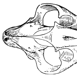 Animal skull from below