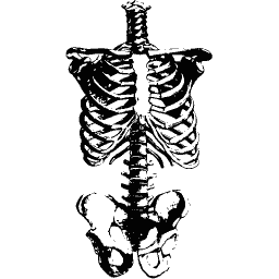 Ribcage and pelvis