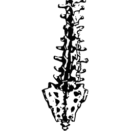 Spine from the front