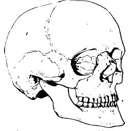 Skull in profile