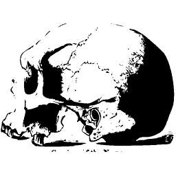 Skull from the side
