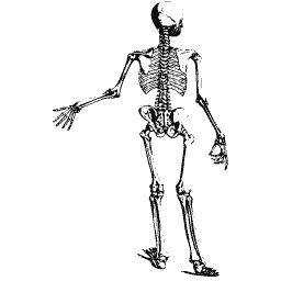 Standing skeleton