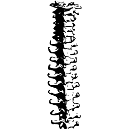 Spine from the side