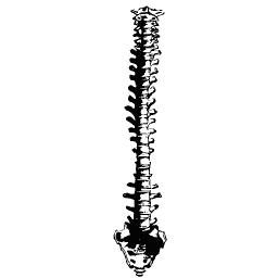 Spine from behind