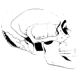 Skull seen from the side