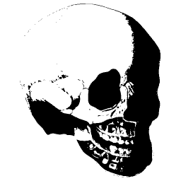 Skull in three quarter view