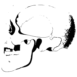 Bones of the face in profile