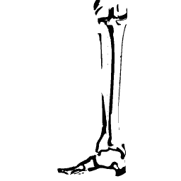 Bones of the lower leg and foot