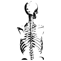 Skull, spine and ribs from behind
