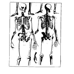 Human skeleton front and back