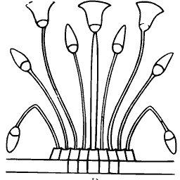 Papyrus and bud spray