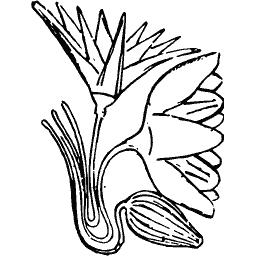 Papyrus and lotus spray