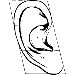 Ear in a proportion grid