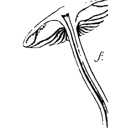 Mushroom cut in section