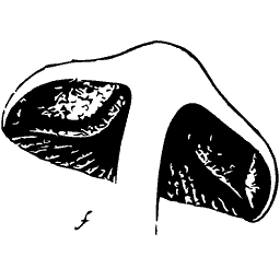 Mushroom cap in section