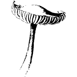 Gilled cap seen from below