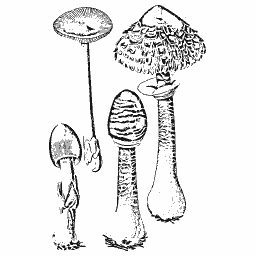 Parasol mushrooms on tall stems 01