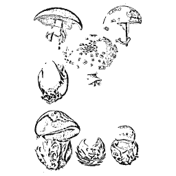 Small pale caps with scattered spores