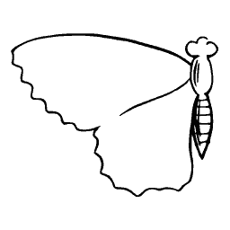 Butterfly wing outline 01
