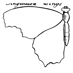 Butterfly wing outline 02