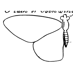 Butterfly wing outline 03
