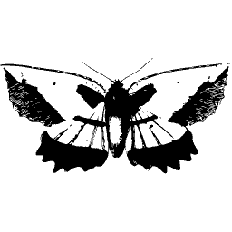 Pale moth with dark border - Illustrations of Exotic Entomology - 1837